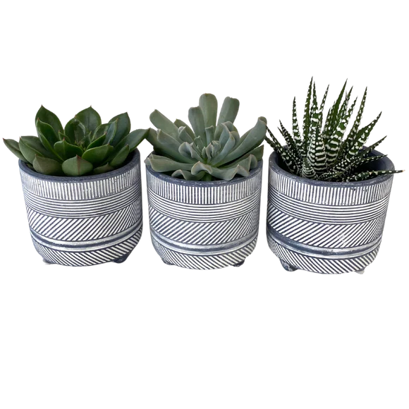 2.5" Pre-Potted Succulents