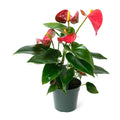 Assorted Anthurium
