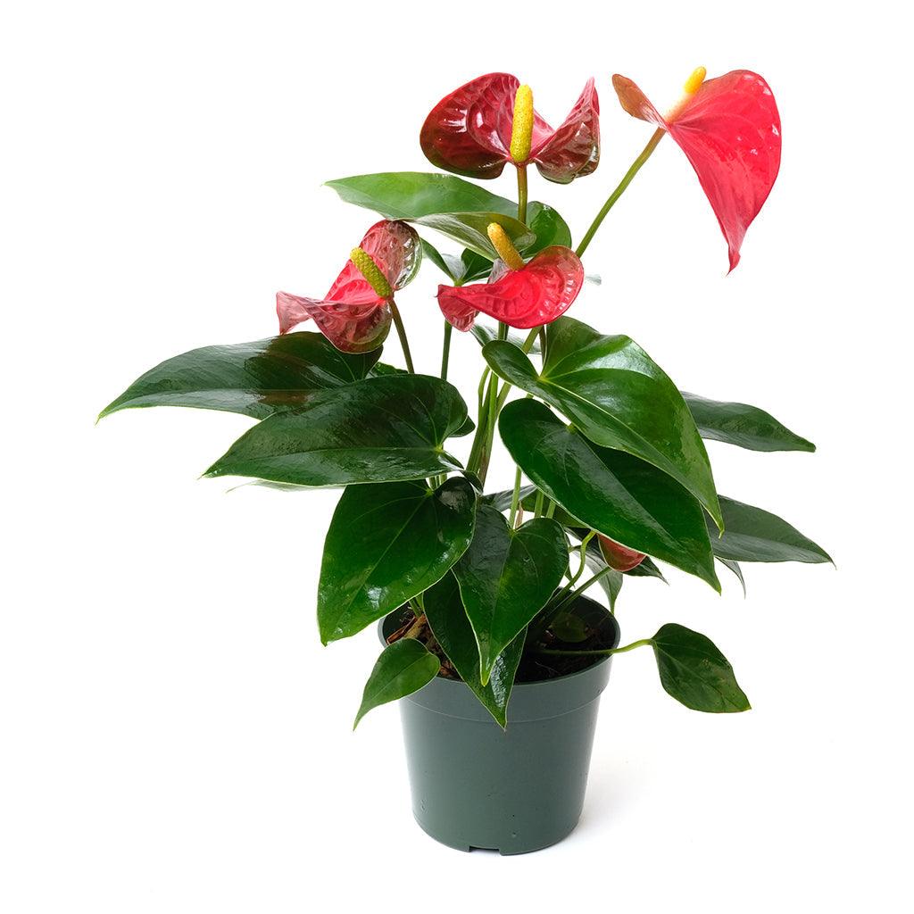 Assorted Anthurium