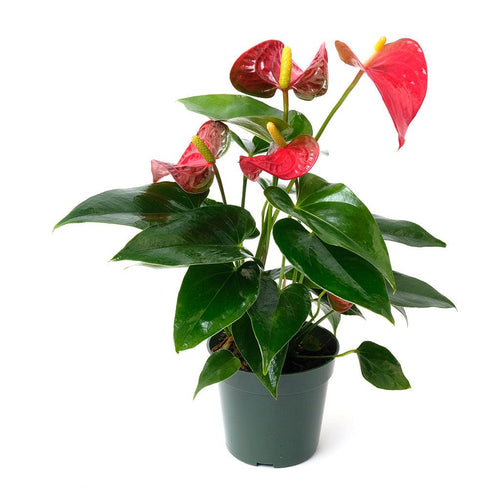 Assorted Anthurium