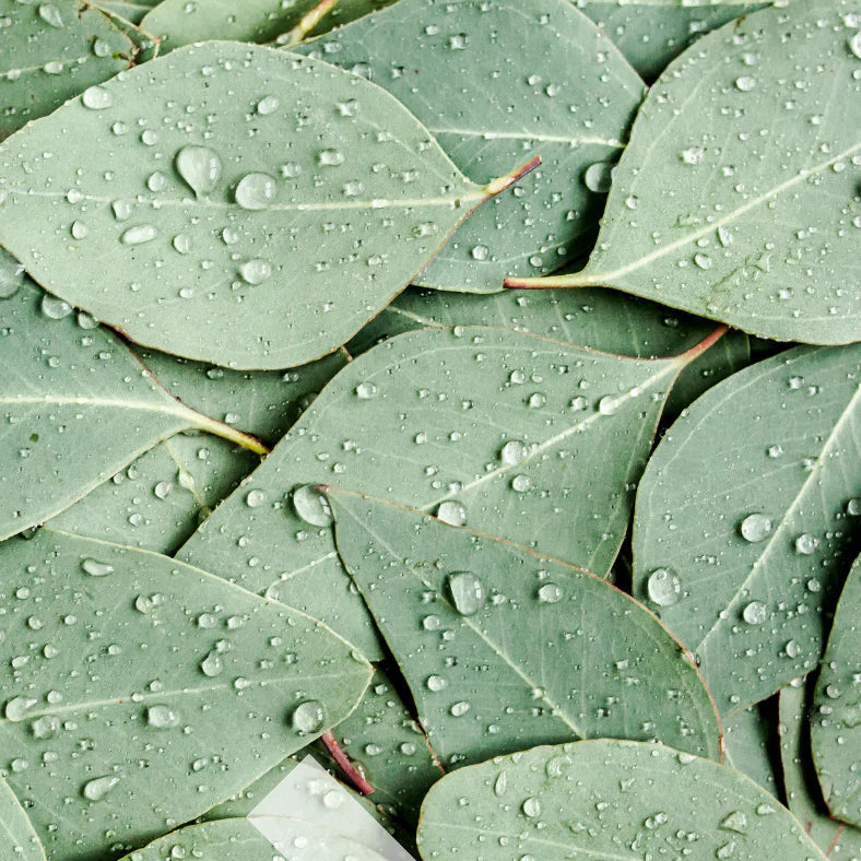 Pure Eucalyptus | Kindled by Harp & Fin