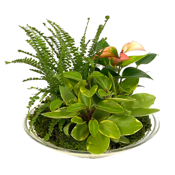 Glass Tropical Bowl planter