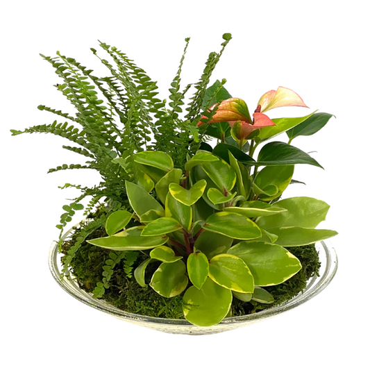 Glass Tropical Bowl planter