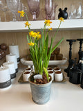 Nature Bulb Tin Planter