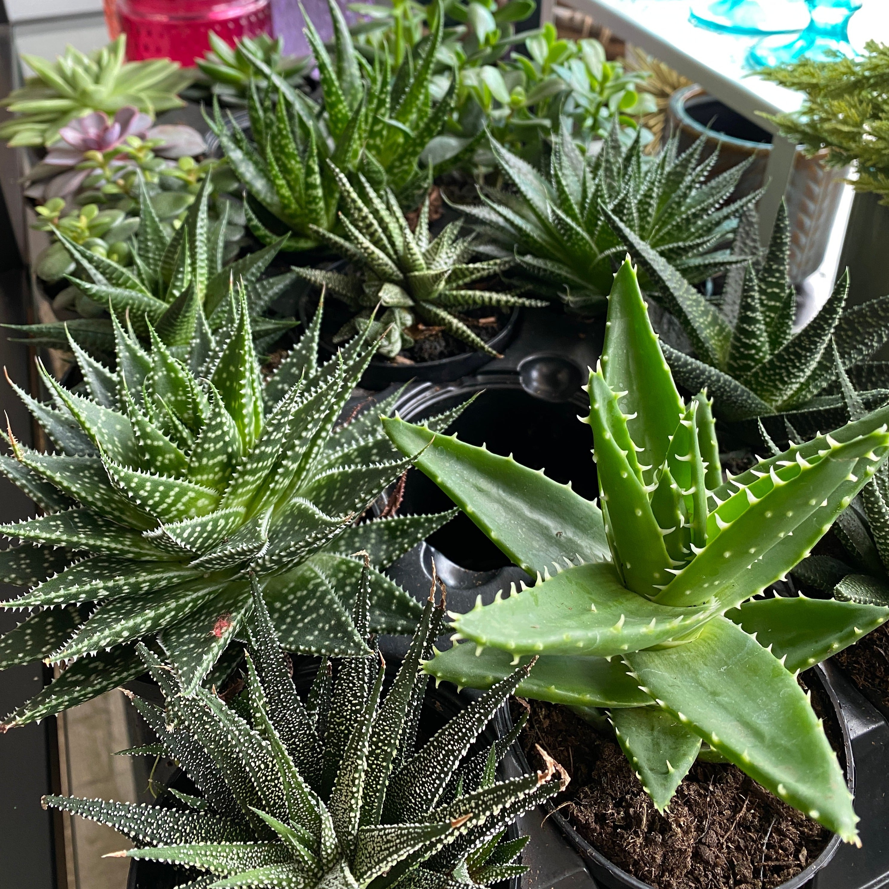 3.5" Large Assorted Succulents