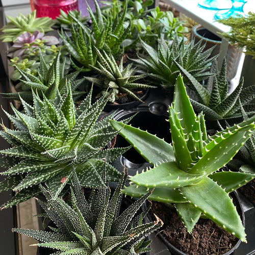 3.5" Large Assorted Succulents