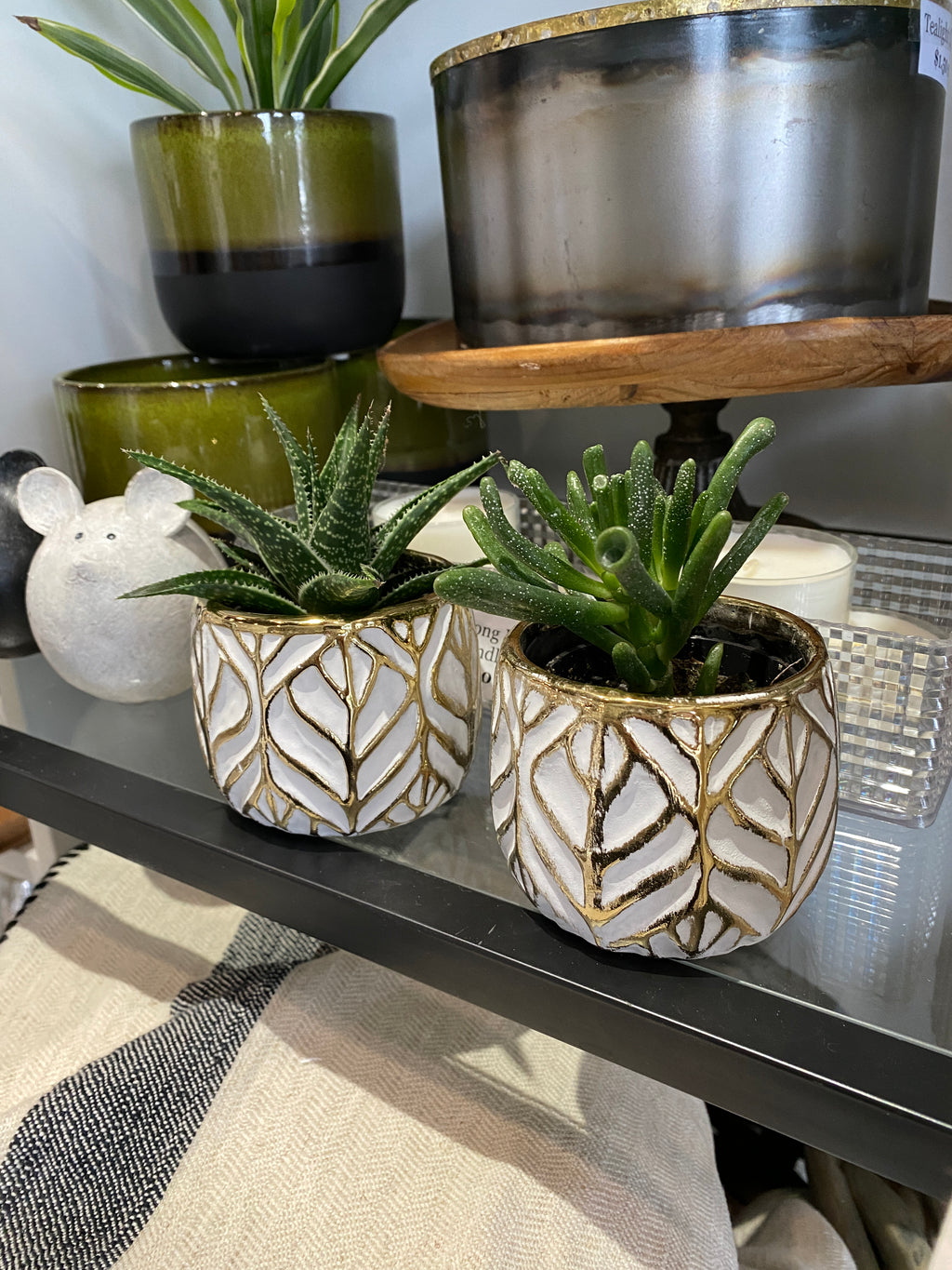 2.5" Pre-Potted Succulents