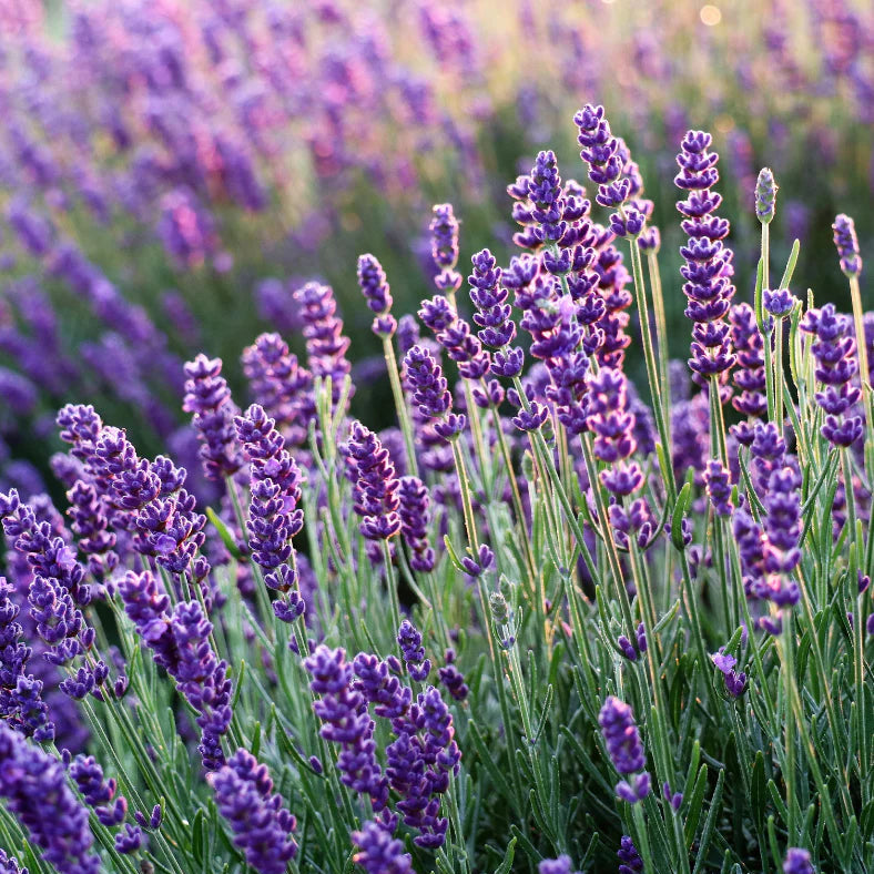 Lavender Fields | Kindled by Harp & Fin