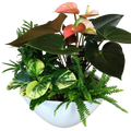 Eileen Planters