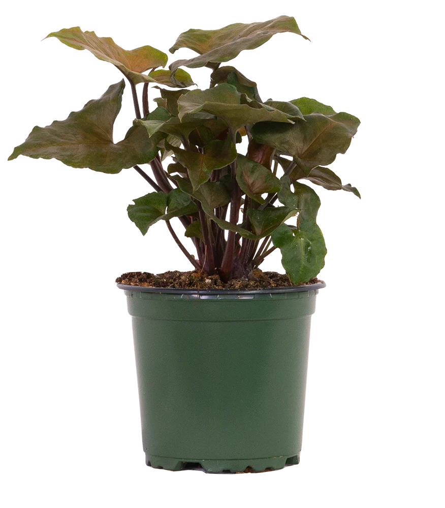 4" Assorted Plants