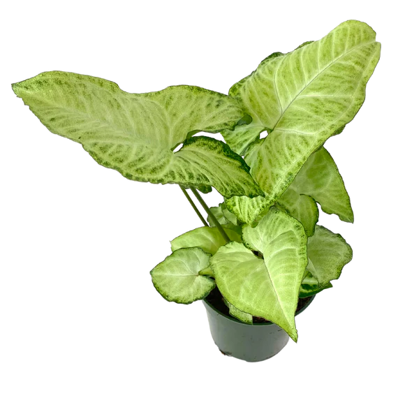 4" Assorted Plants