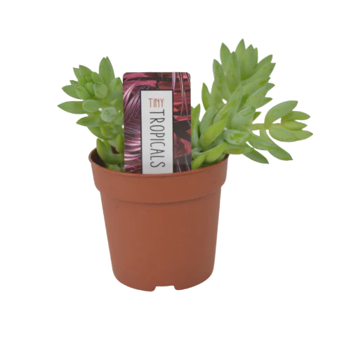 2.5" Plants & Succulents