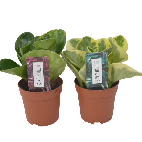 2.5" Plants & Succulents
