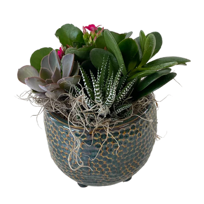 Round blue Succulent bowl
