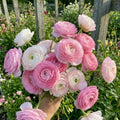 Ranunculus Hand-Tied Bunch