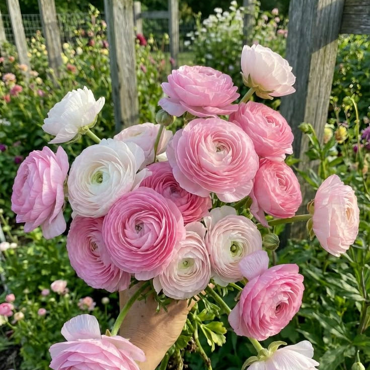 Ranunculus Hand-Tied Bunch