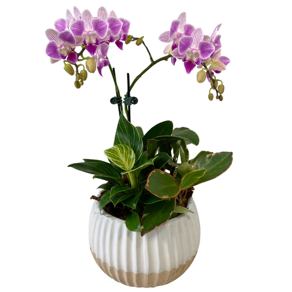 Sandy white orchid planter