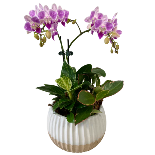 Sandy white orchid planter