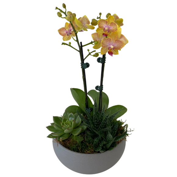 Orchid and Succulent grey bowl planter