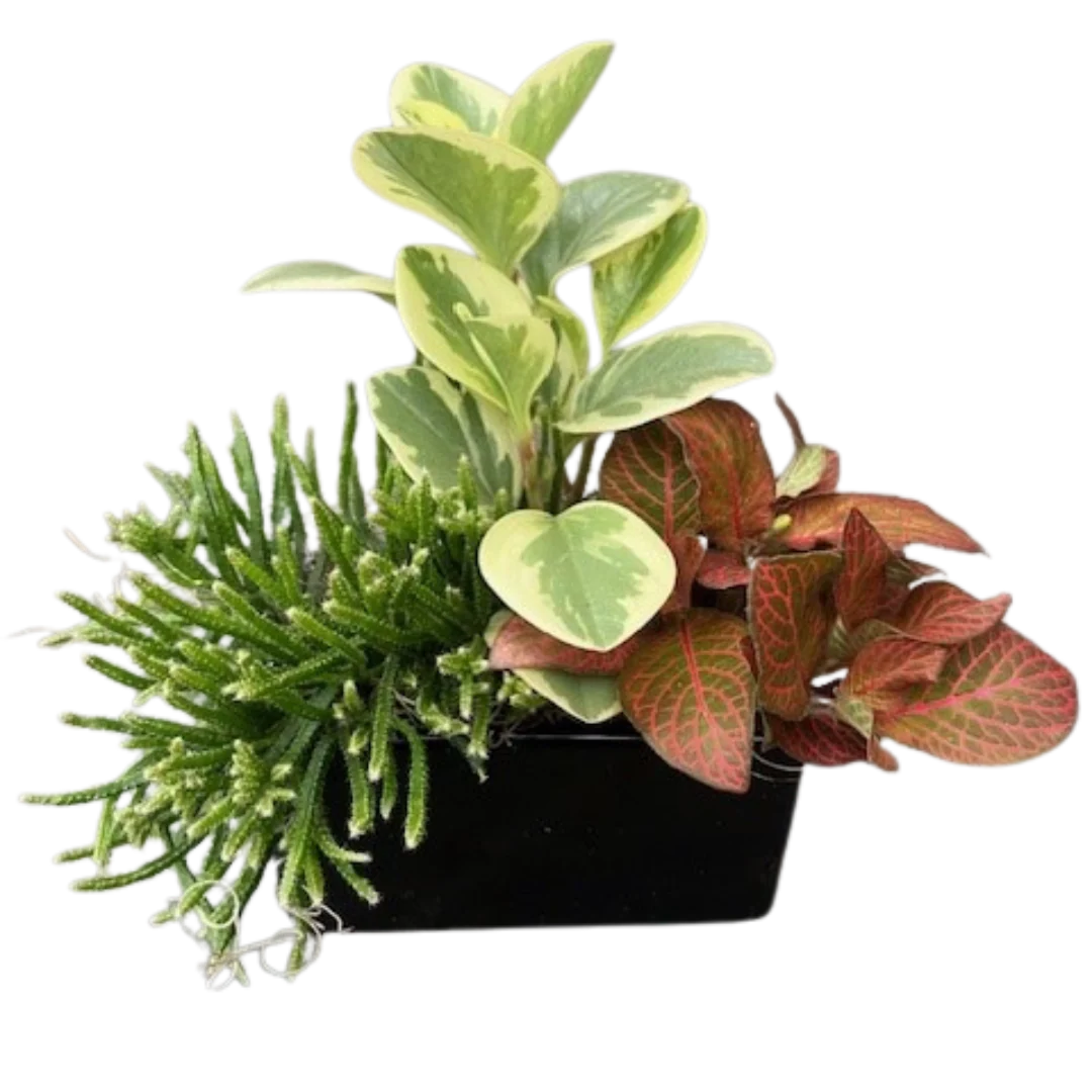 Fall Tiny Tropical Black Modern Mix