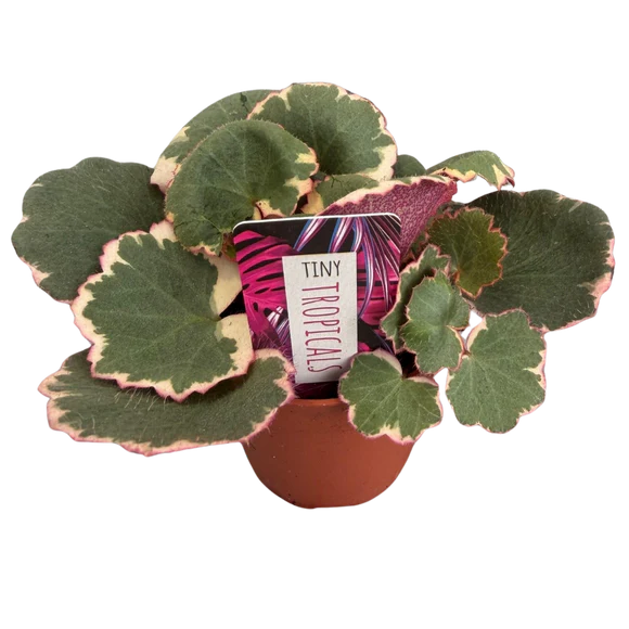 2.5" Plants & Succulents