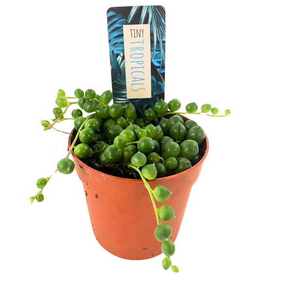 2.5" Plants & Succulents