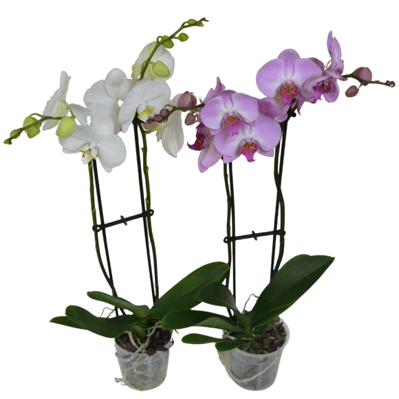 5" Double Spike Orchid