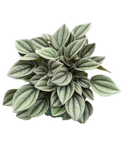 4" Assorted Plants