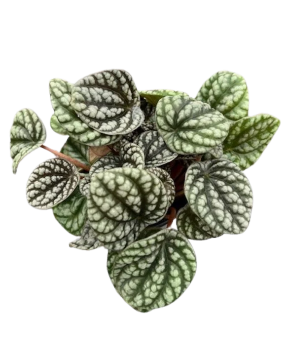 4" Assorted Plants