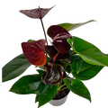 Assorted Anthurium