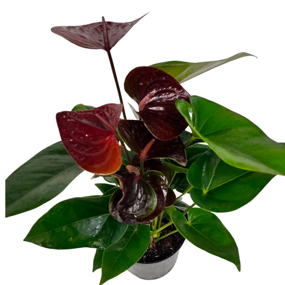 Assorted Anthurium