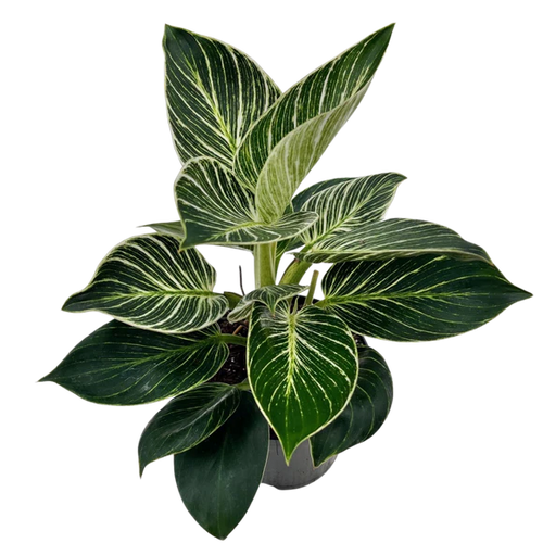 6" Assorted Plants