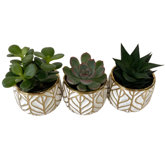 2.5" Pre-Potted Succulents