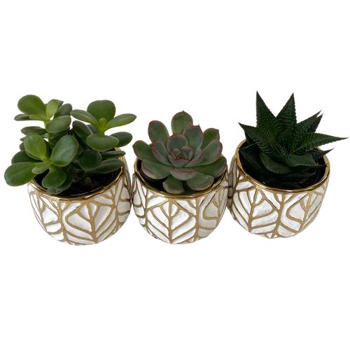 2.5" Pre-Potted Succulents