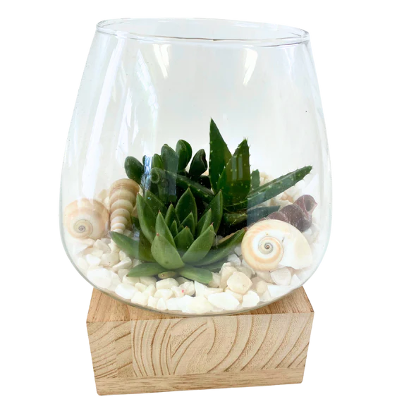 Wood Base Shell Succulent Terrarium Holder