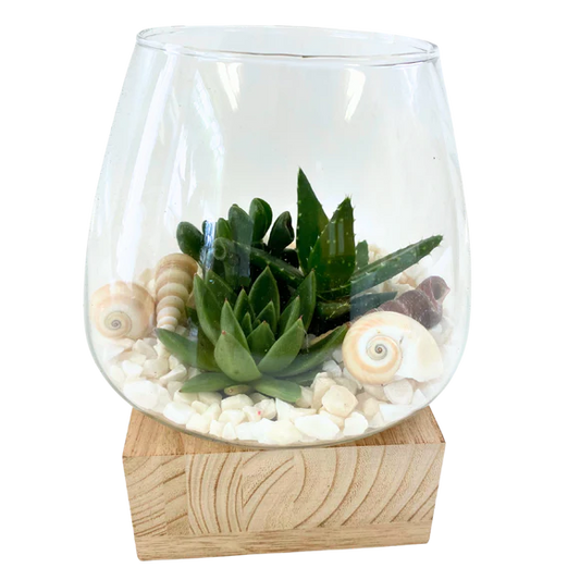 Wood Base Shell Succulent Terrarium Holder