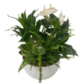 XL White Anthurium Mixed Tropical Planter