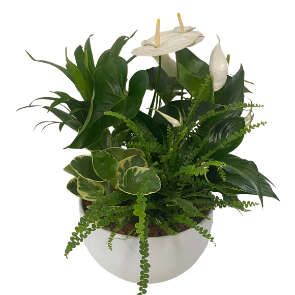 XL White Anthurium Mixed Tropical Planter
