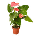 Assorted Anthurium