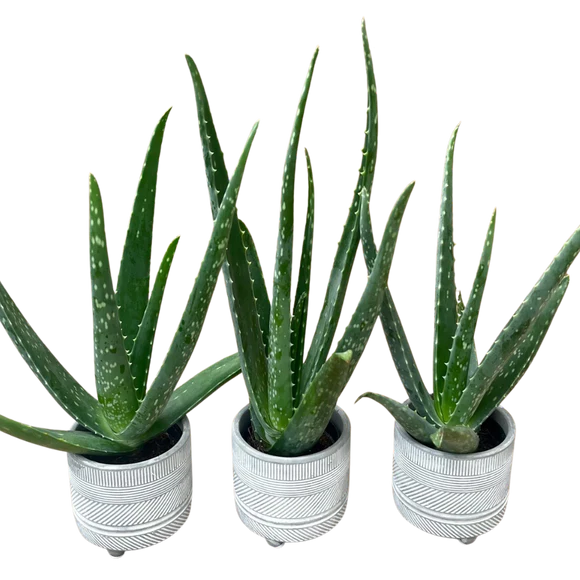 2.5" Pre-Potted Succulents