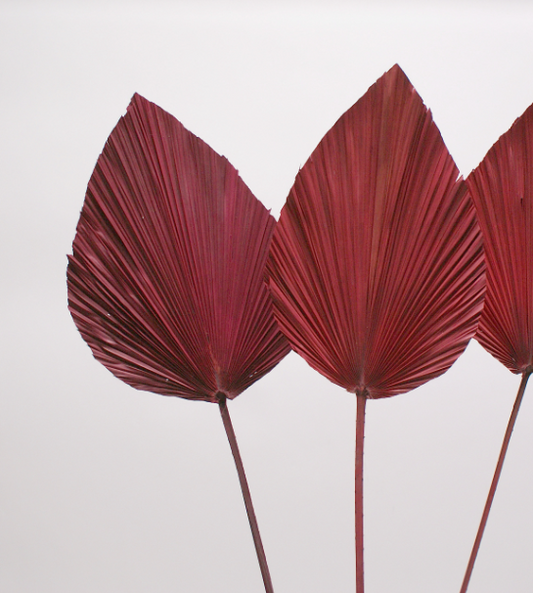 Red Anahaw Leaf