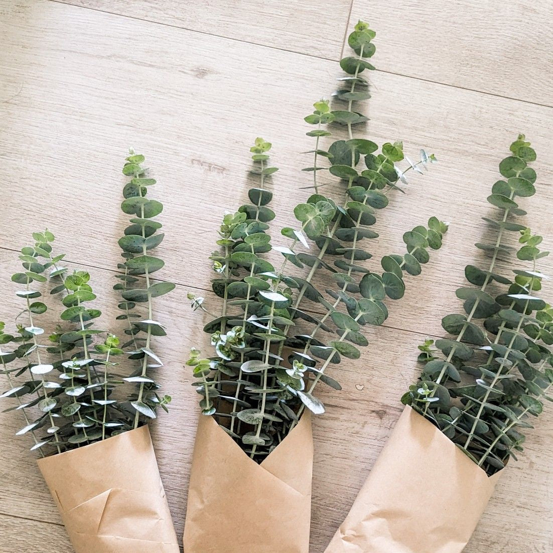 Bunch of Eucalyptus