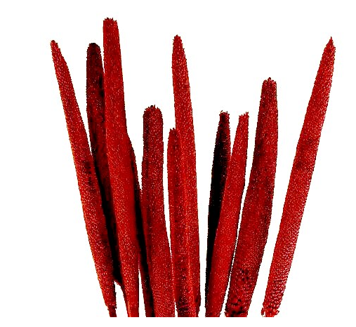 Dried Red Babala Stems