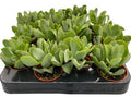 2.5" Plants & Succulents