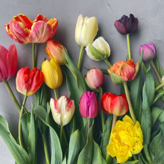 Tulip Hand-Tied Bunch