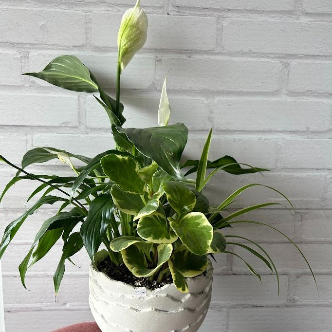 Cracked Eggshell Mixed Planter