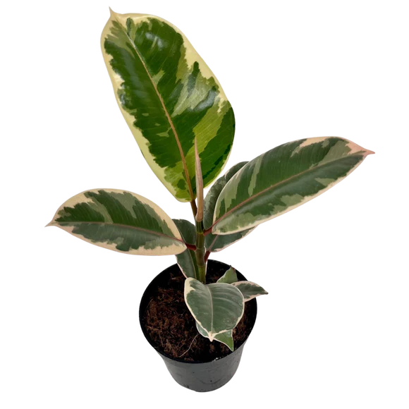 4" Ficus Tineke - Variegated rubber plant
