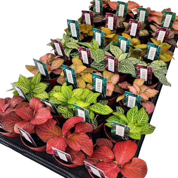 3" Assorted Tiny Tropicals