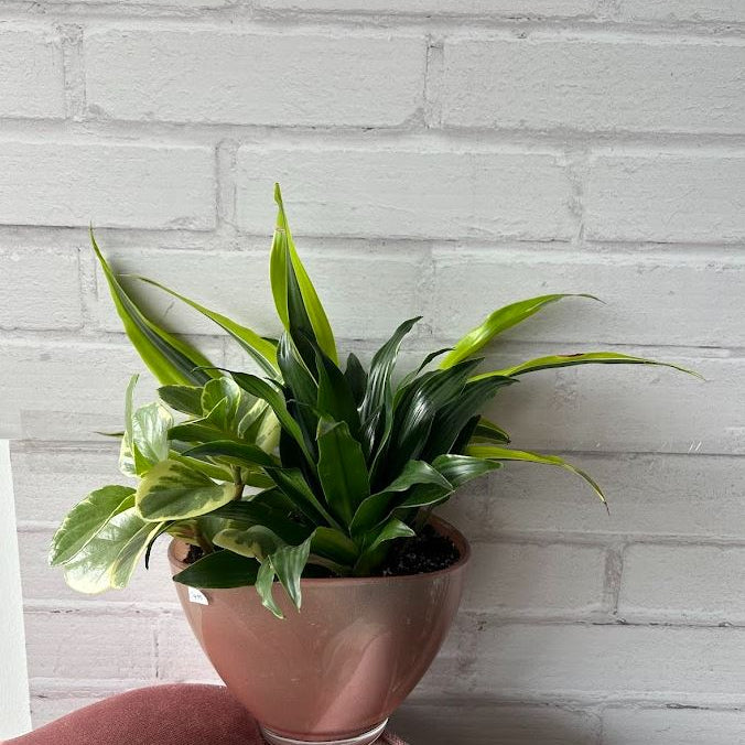 Pink Frosted Mixed Planter