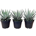2.5" Plants & Succulents